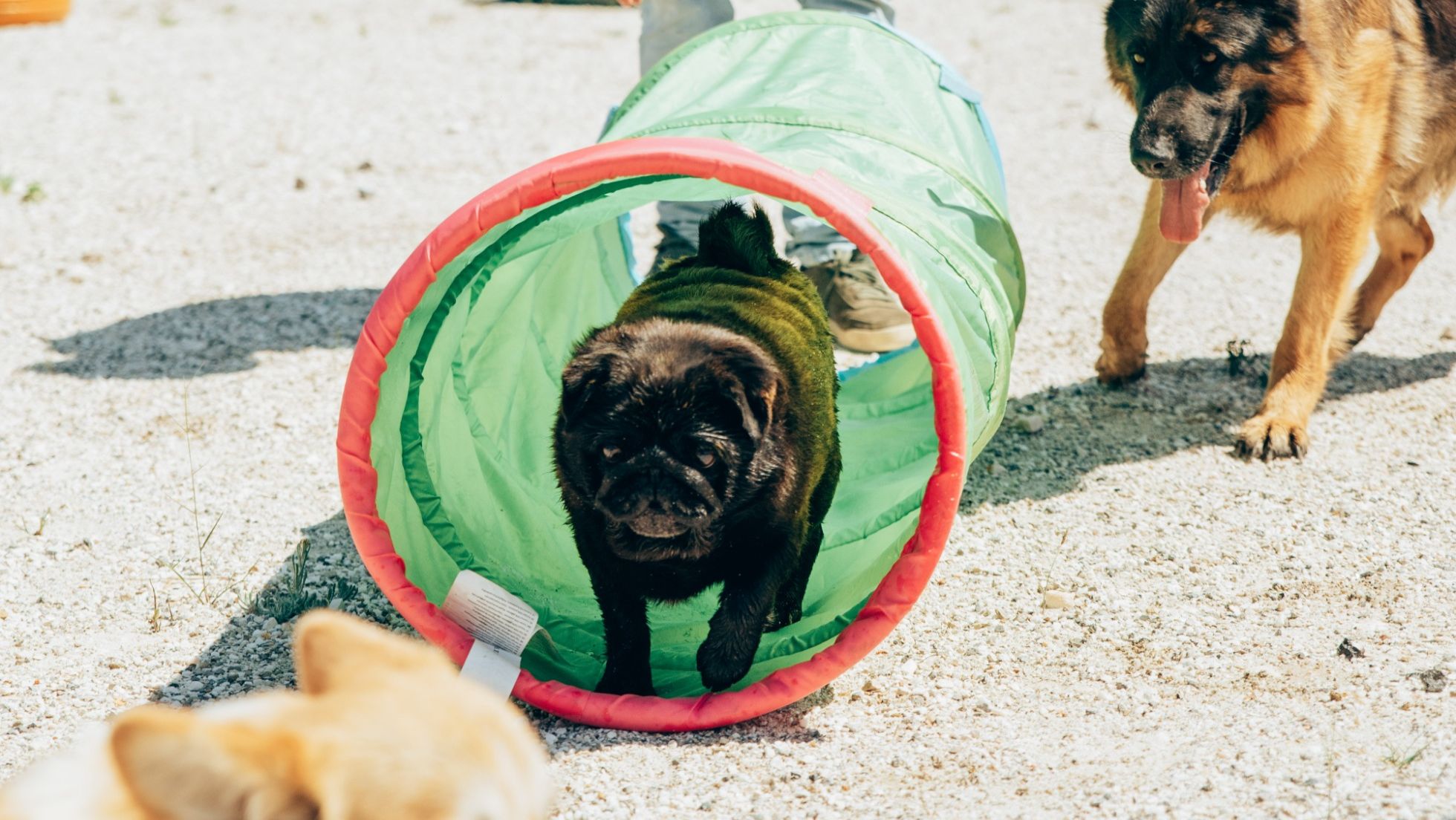 Creche canina