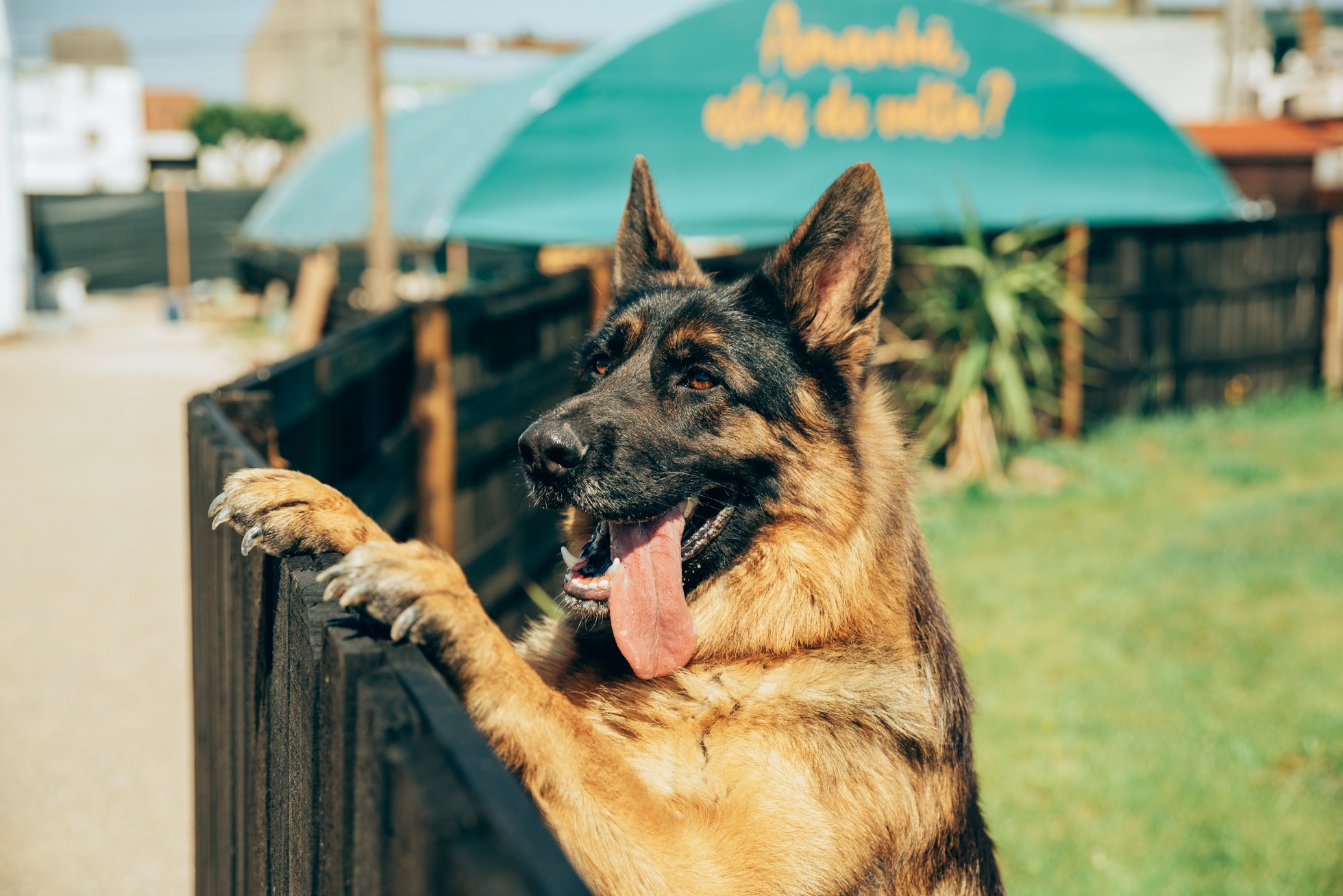 Treino para cães