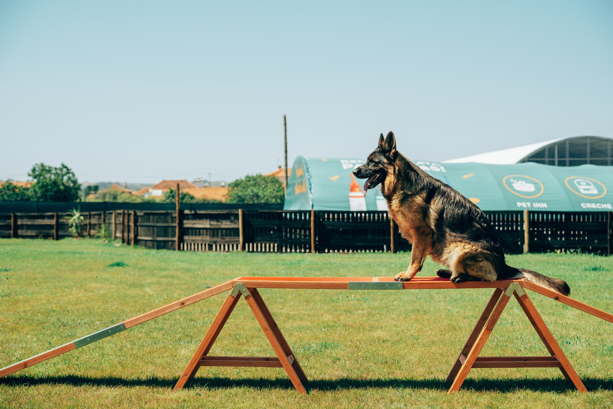 Treino Canino