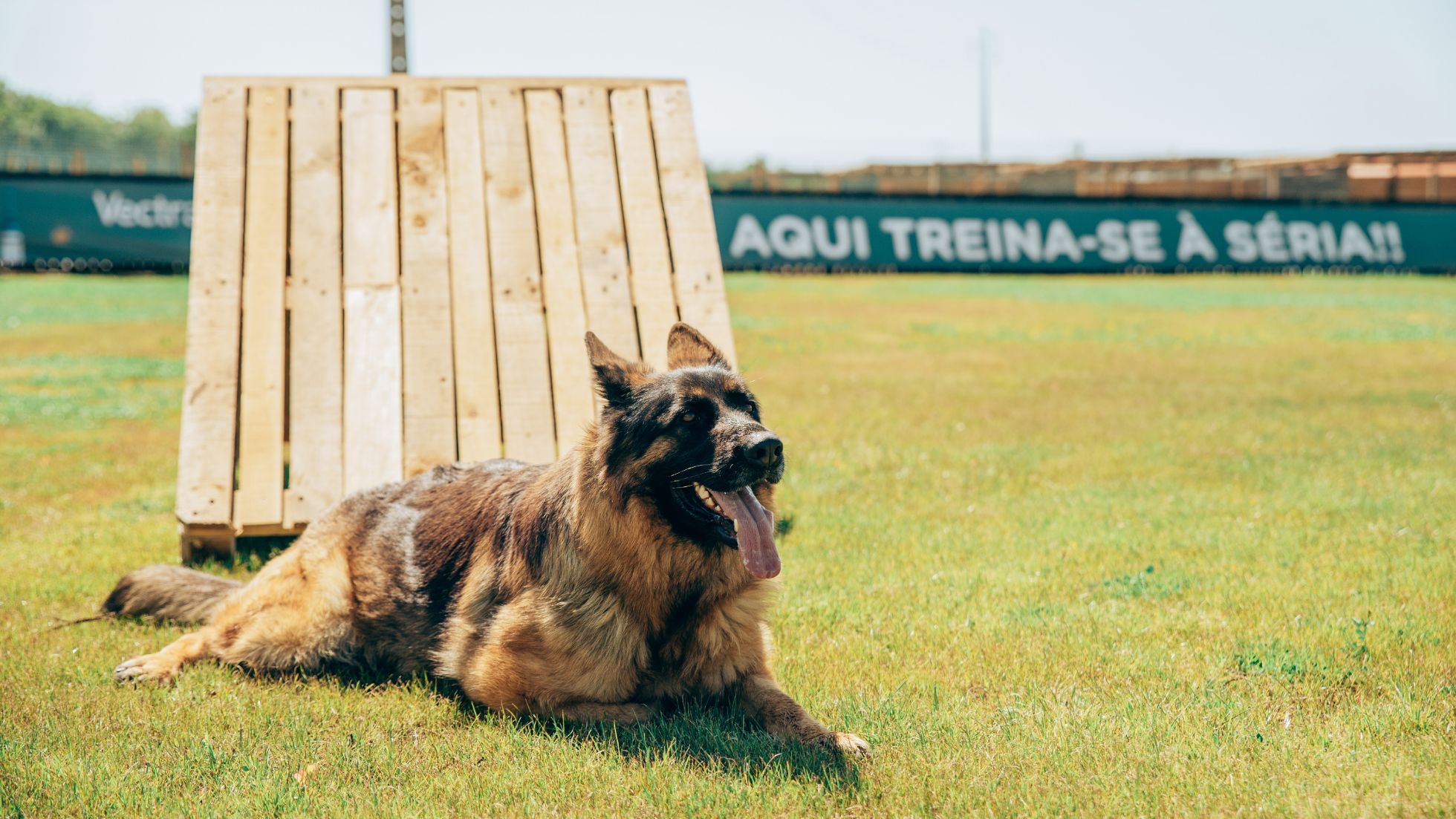 Treino para cães