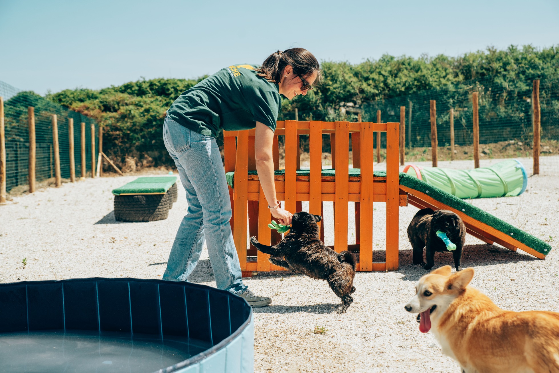 Creche para cães