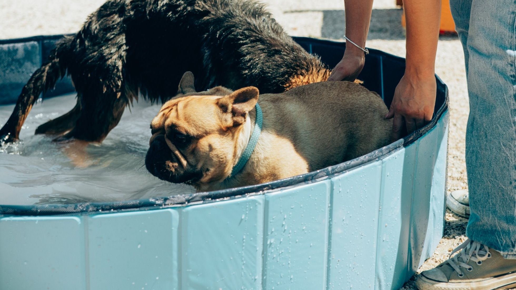 Creche para cães