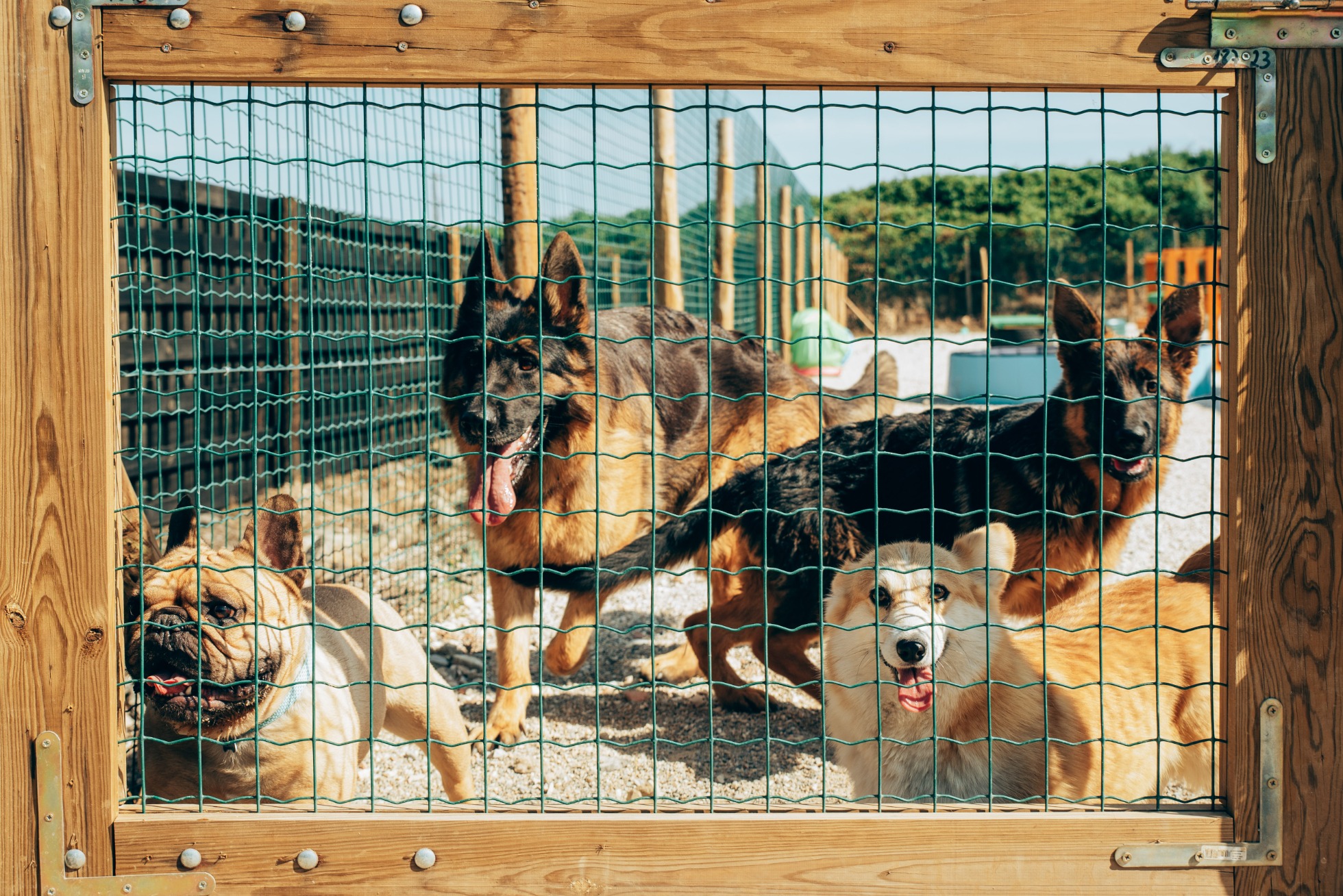 Creche para cães