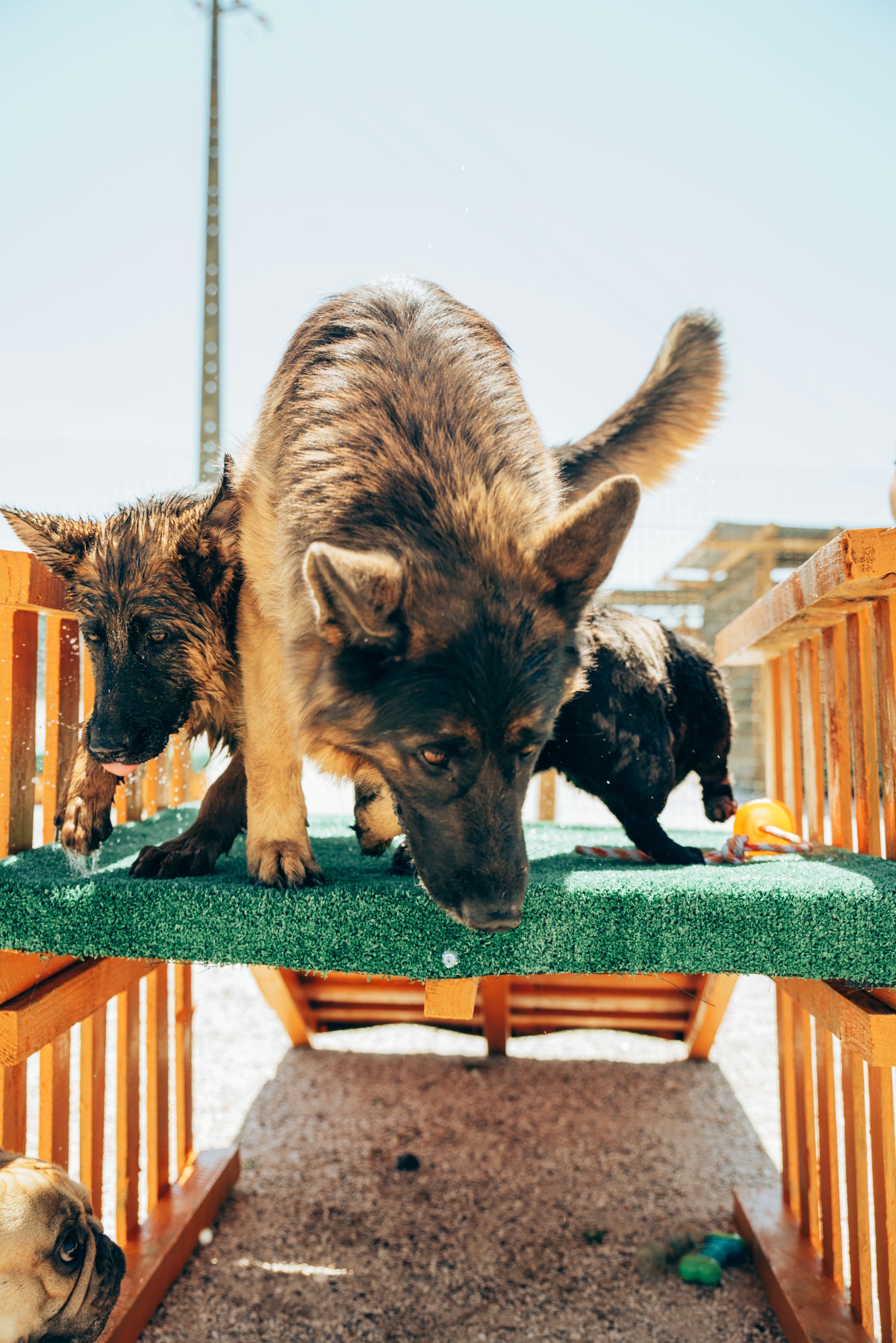 Creche Canina