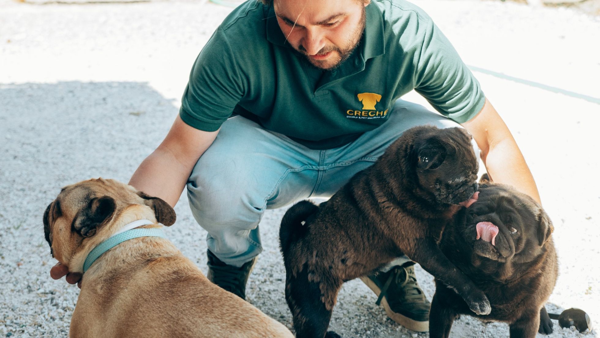 Creche para cães