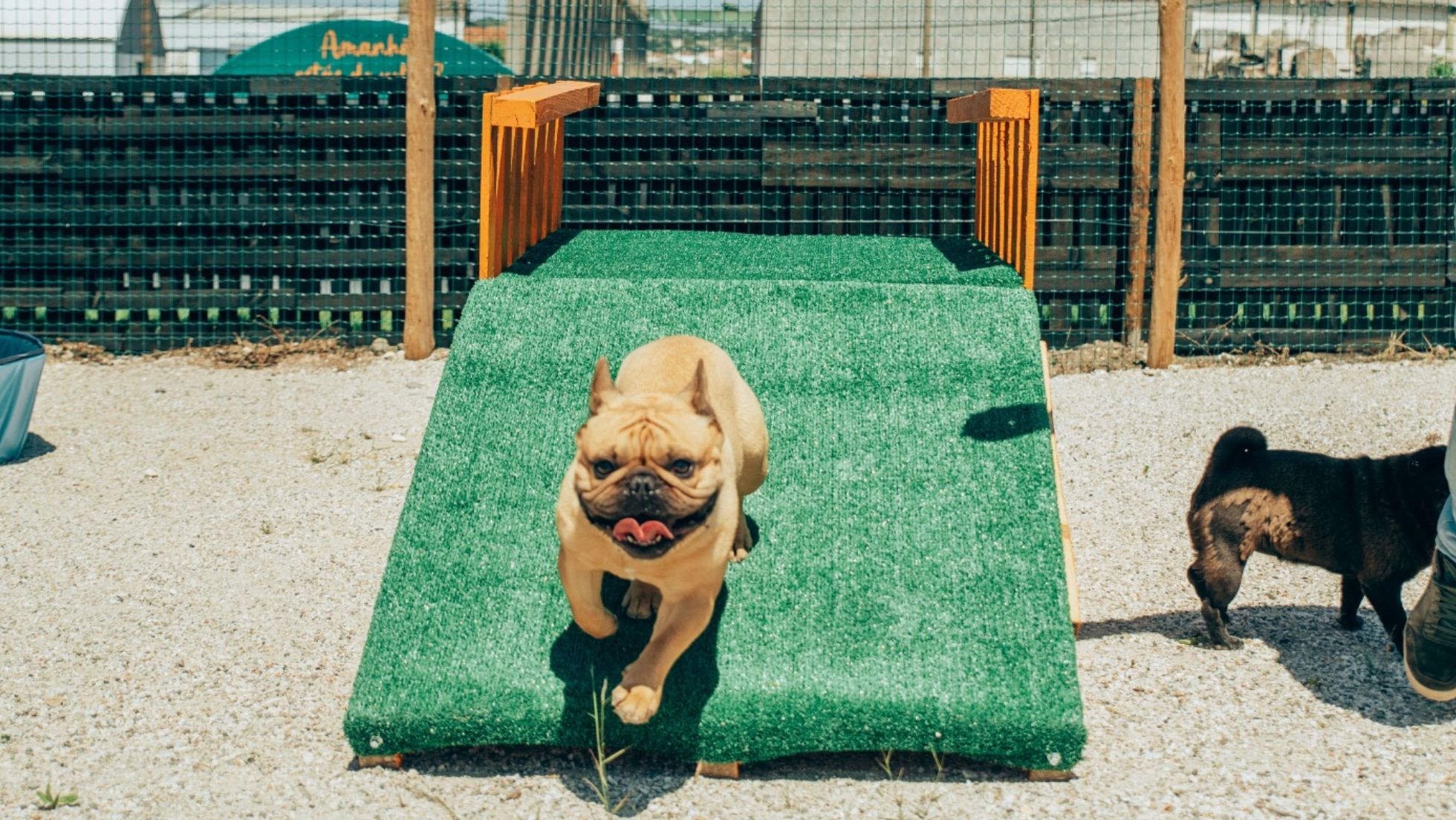 Creche para cães