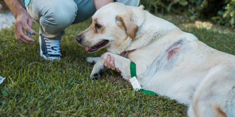 Vacinação de Animais de Estimação 