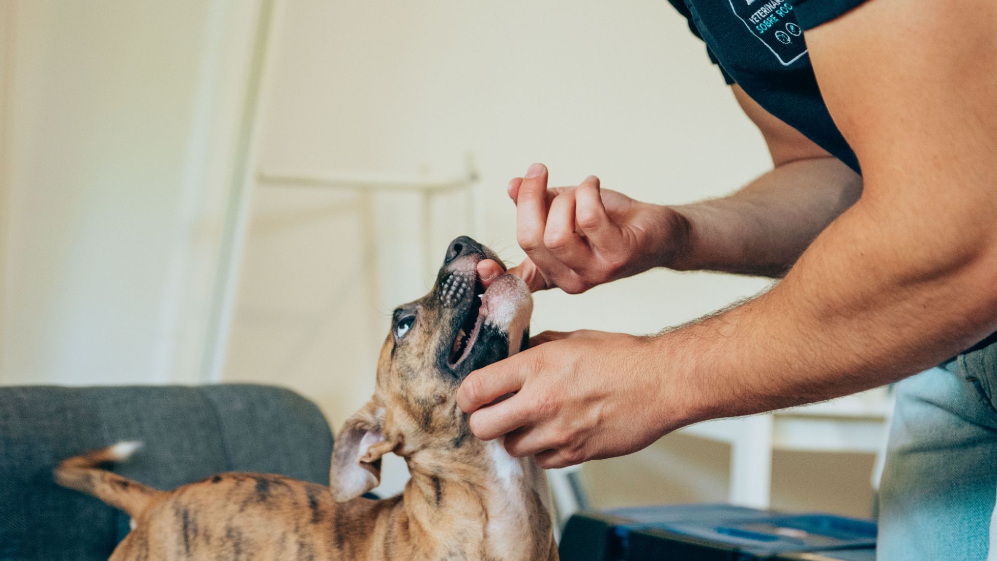 Vacinação de Animais de Estimação 