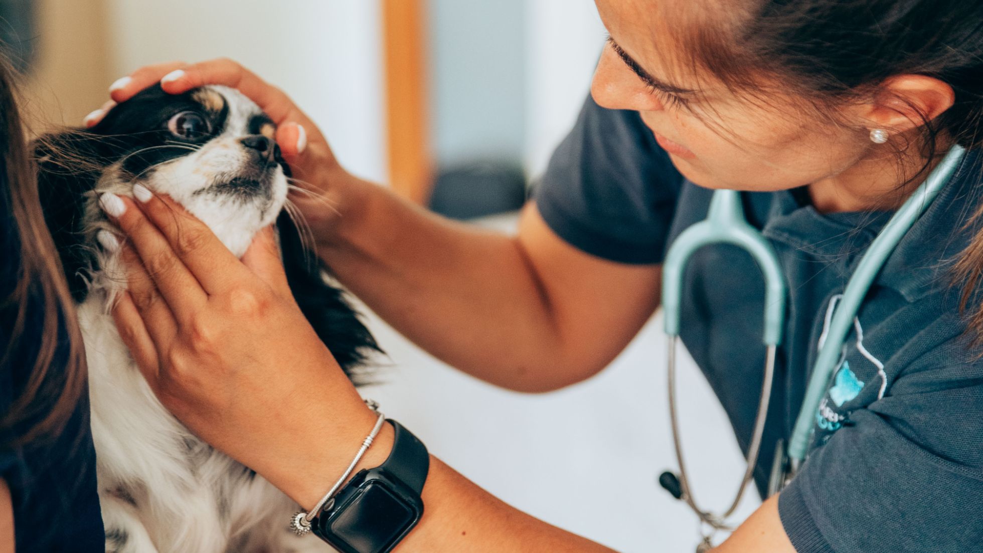 Vacinação de Animais de Estimação 