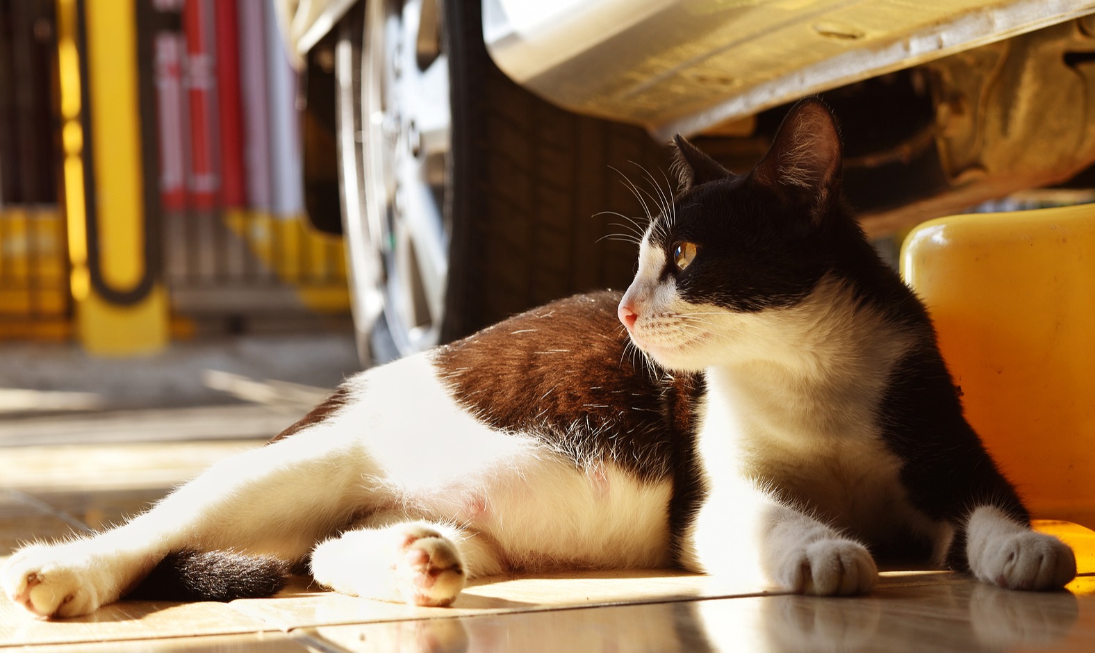 Aborto em Animais de Companhia