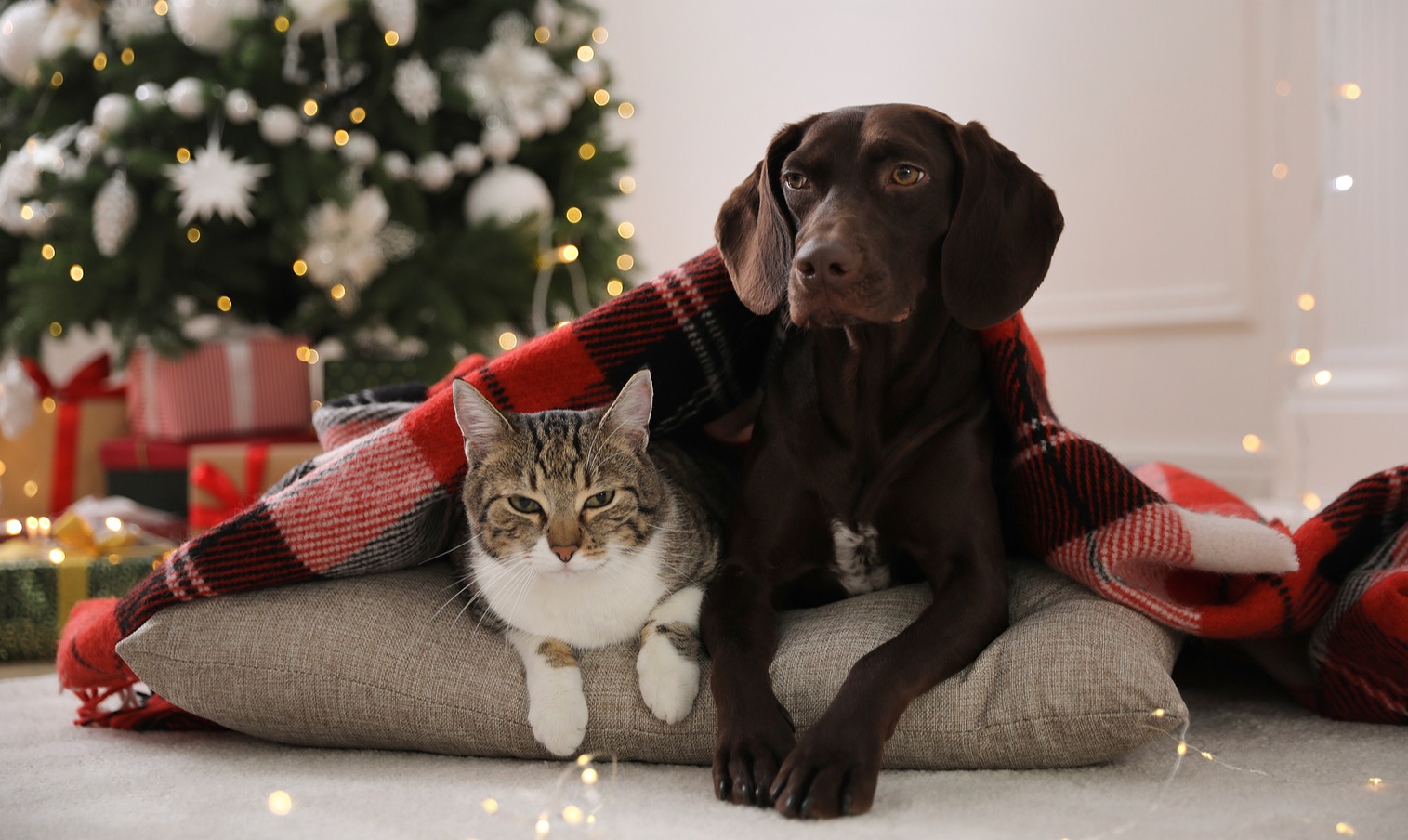 Como manter o seu animal a salvo no Natal