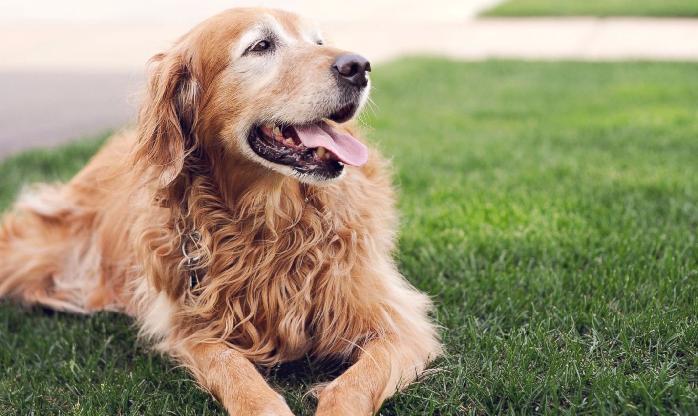 Fim do registo de cães na junta de freguesia