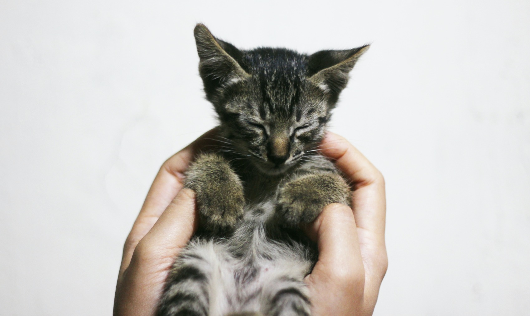 A chegada de um novo gatinho a casa