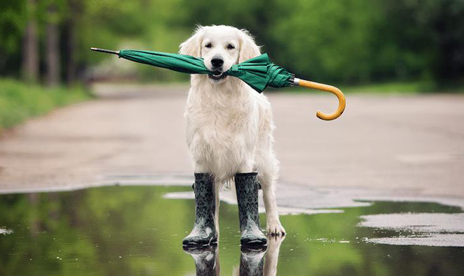 7 cuidados a ter com o seu animal de estimação no Inverno