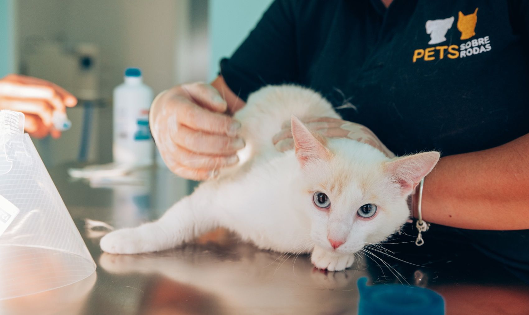 Esterilizar o gato ou a gata? Saiba tudo! 