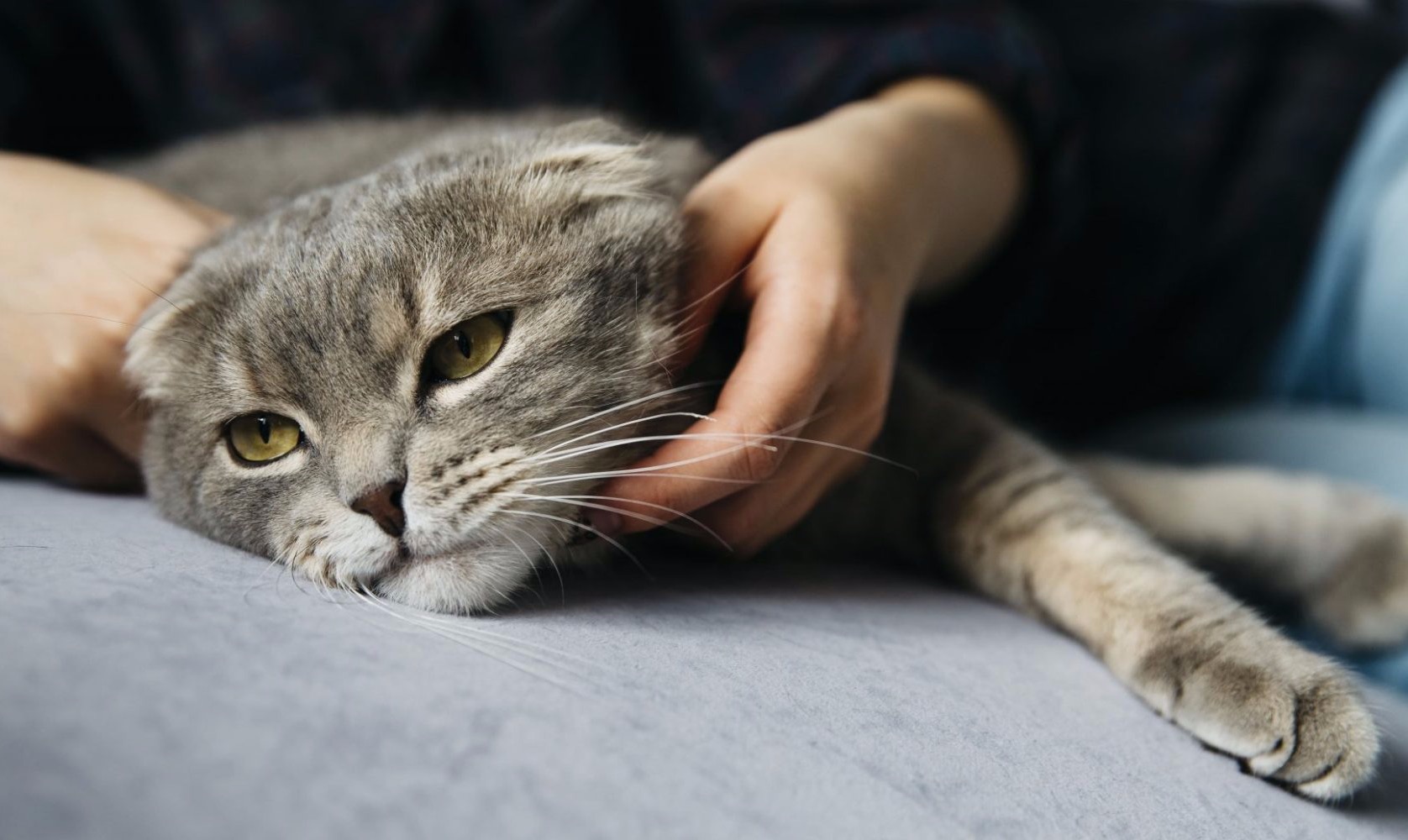 Eutanásia em Gatos... Chegou o momento?