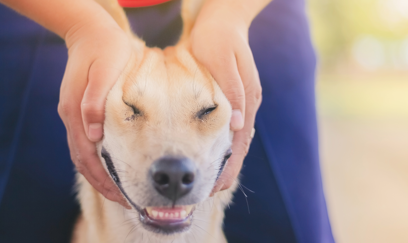 Fisioterapia nos animais