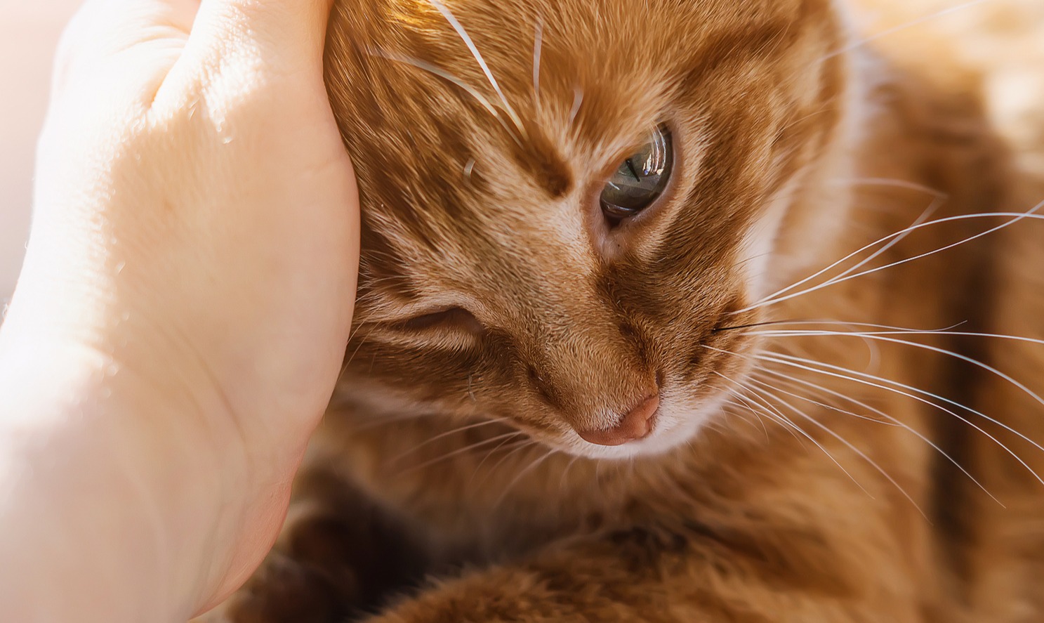 Tem um gato? Saiba como cuidar dele.