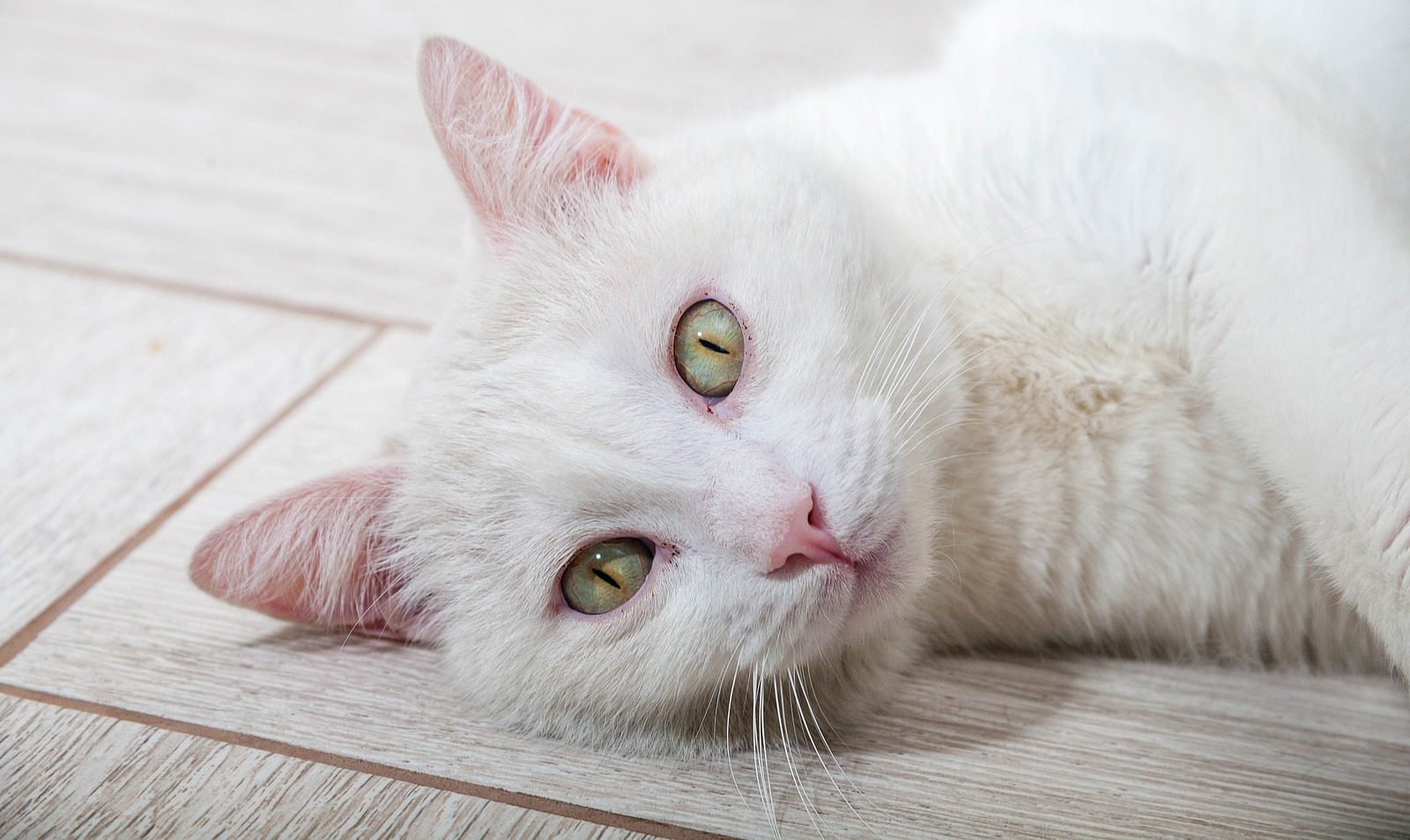 Cancro da Pele em Gatos Brancos