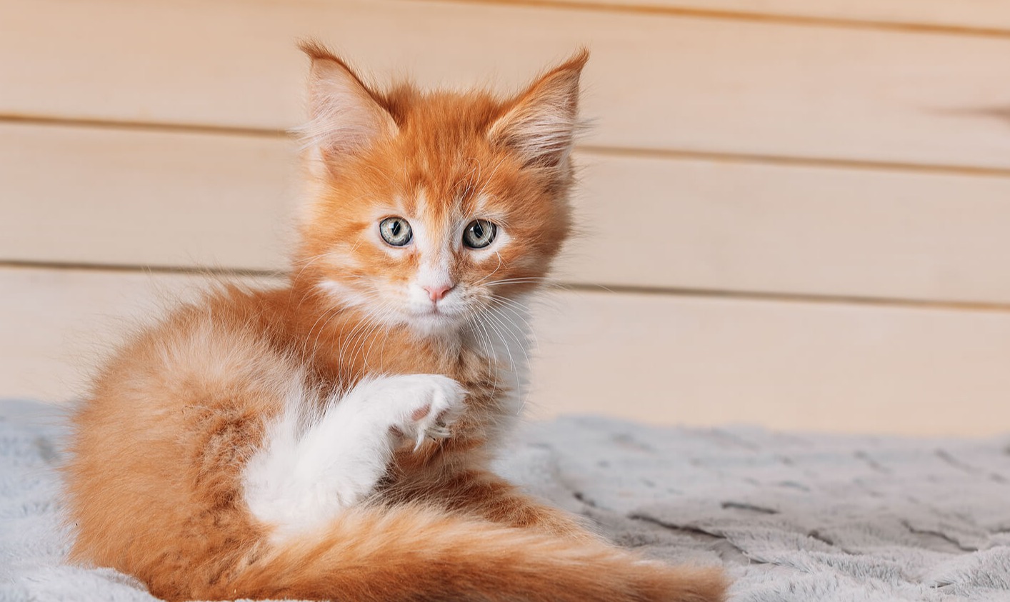 Polidactilia em animais de estimação