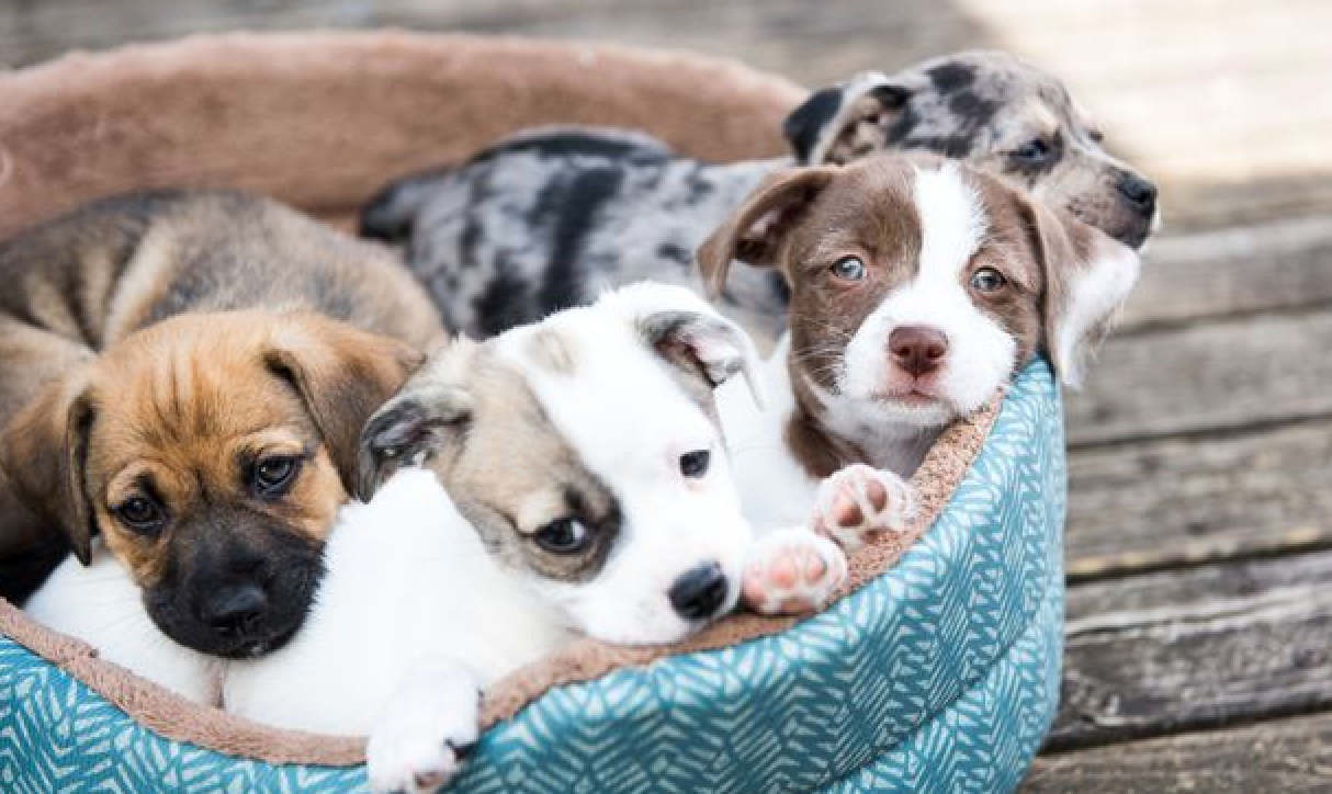 Gestação Canina