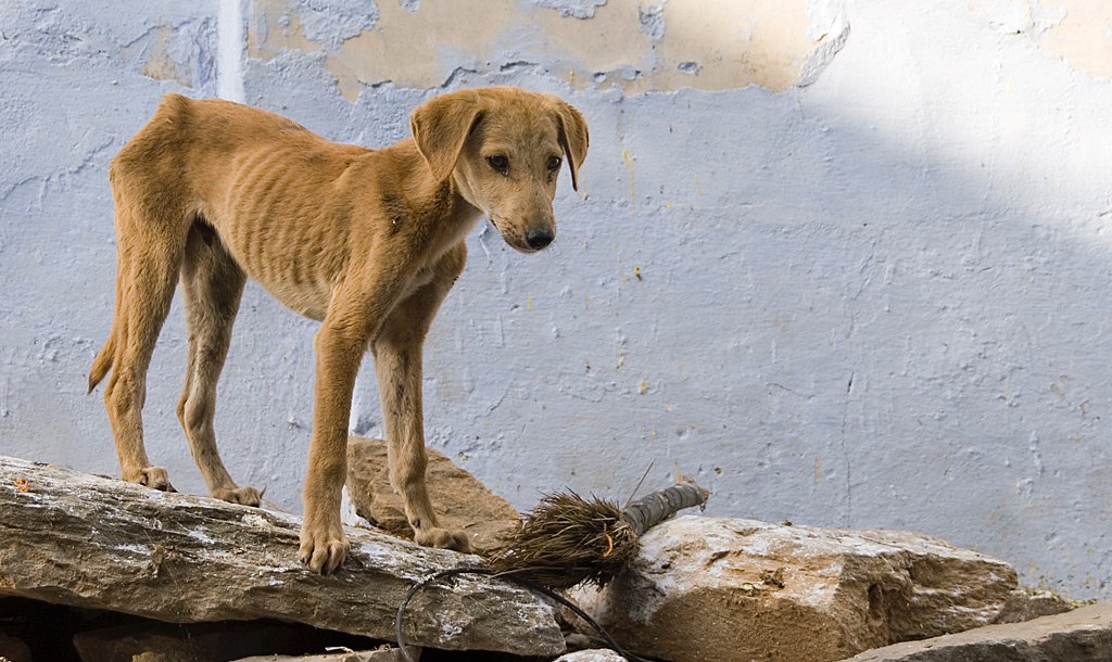 Giardiose canina e felina