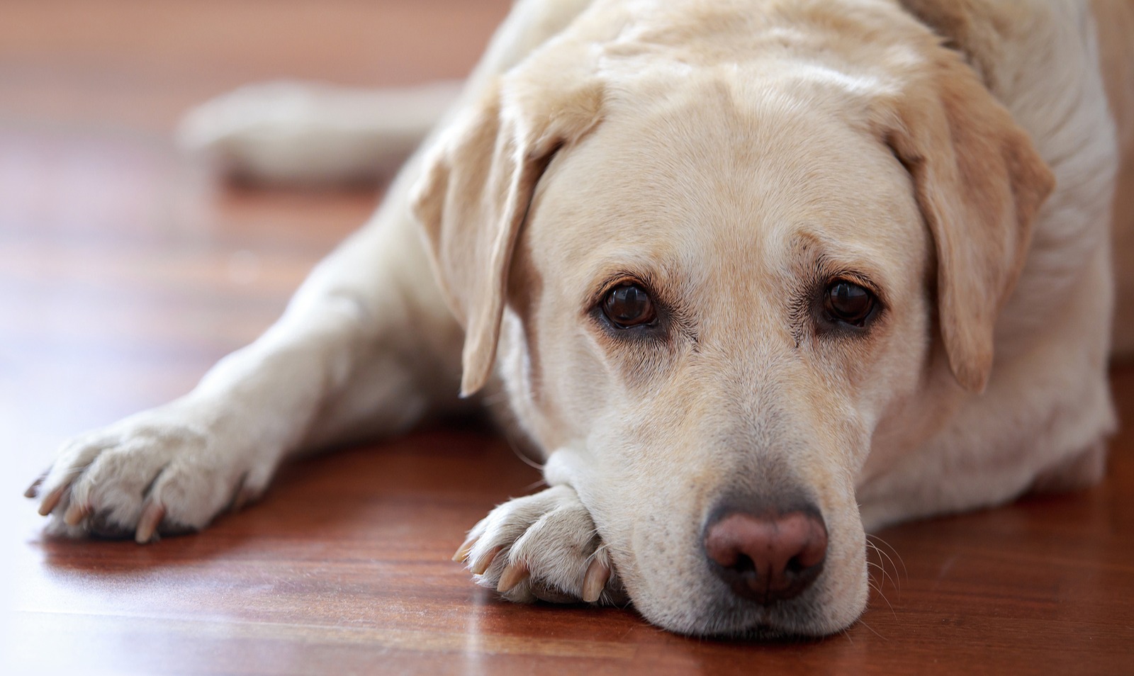 Hepatite Infecciosa Canina