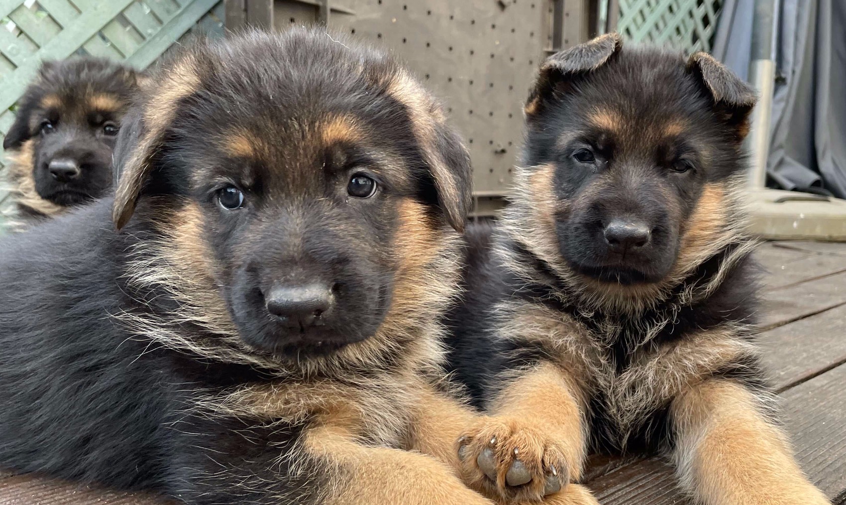 Cachorros Pastor Alemão - Canil Domus Didacus! 