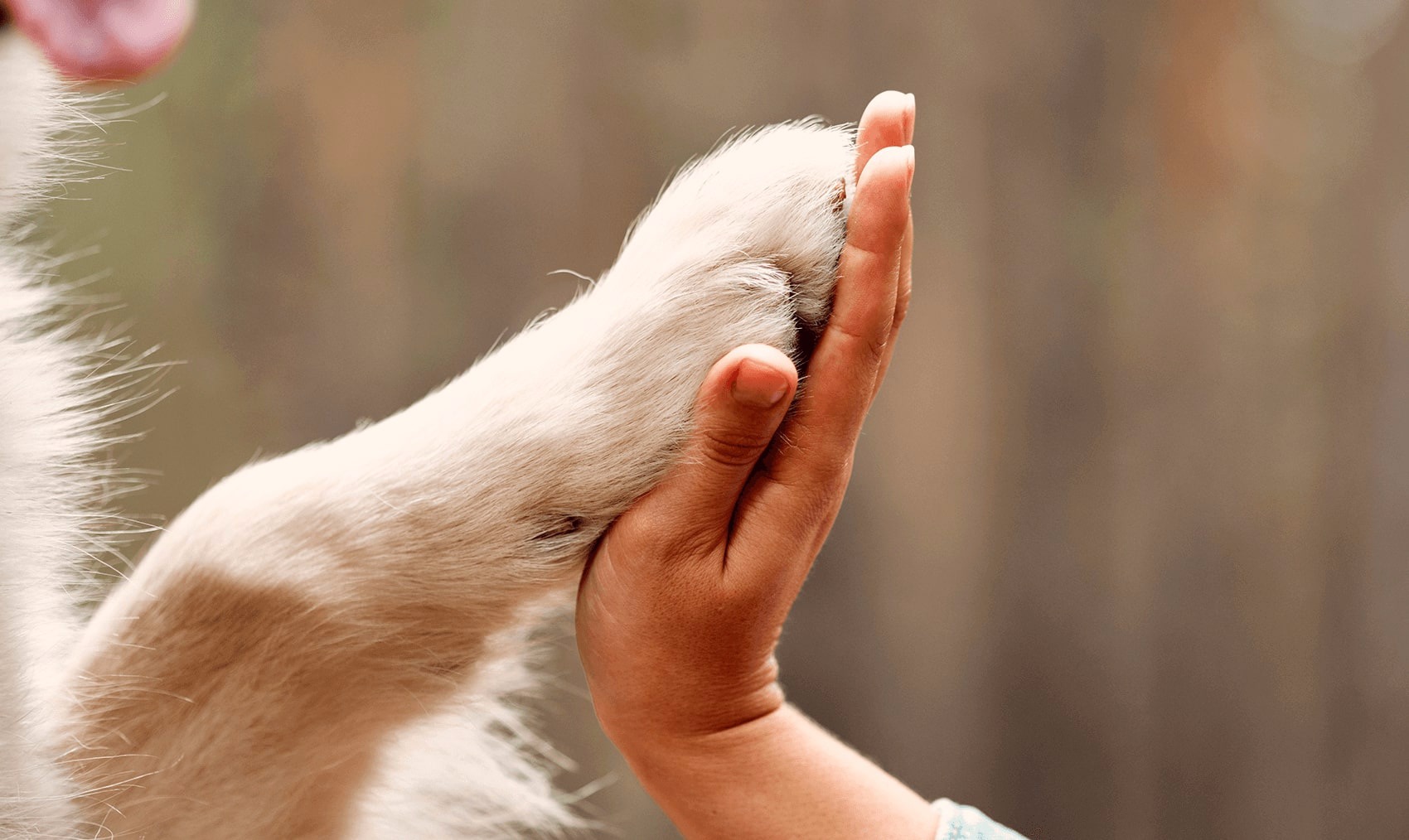 Devo lavar as patas dos meus animais de estimação após irem à rua?