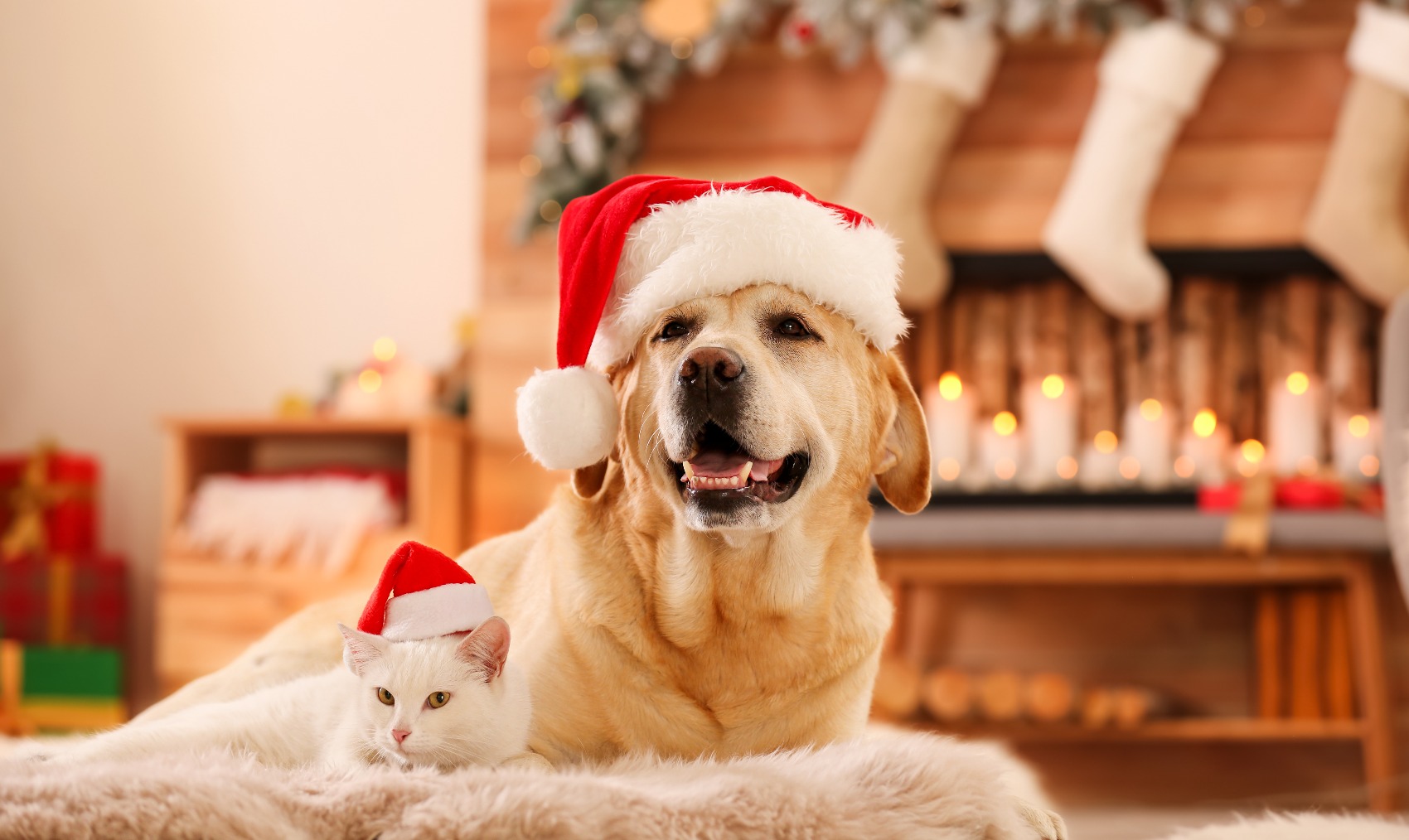 O Natal dos nossos animais de estimação