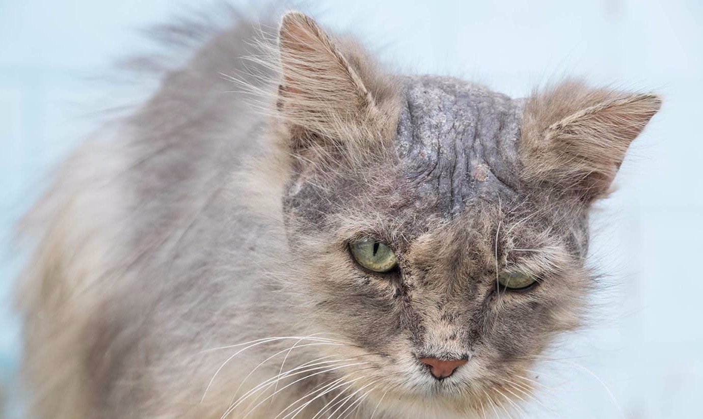 Perda de pelo em cães e gatos