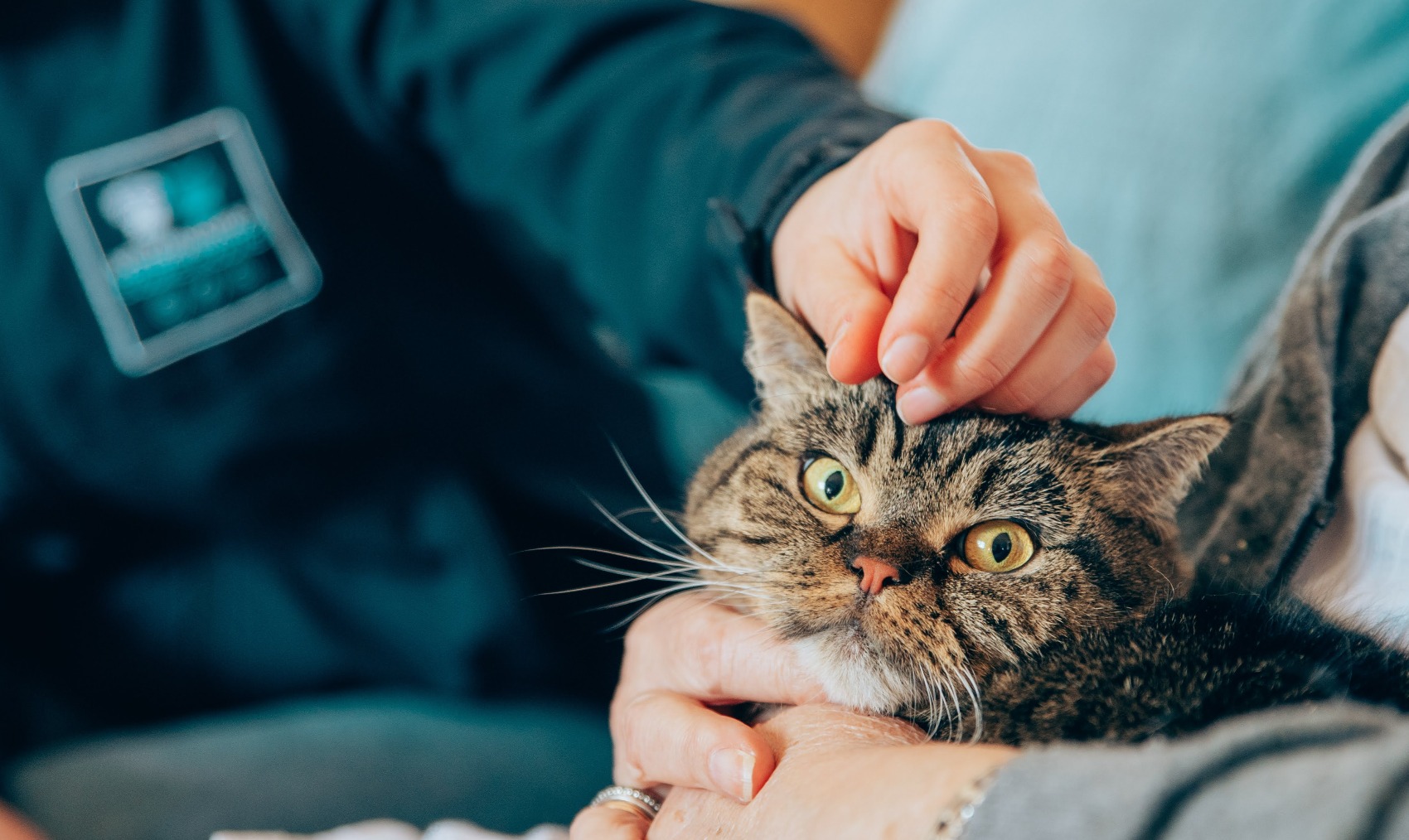 Microchip em cães e gatos: tudo o que precisa de saber 