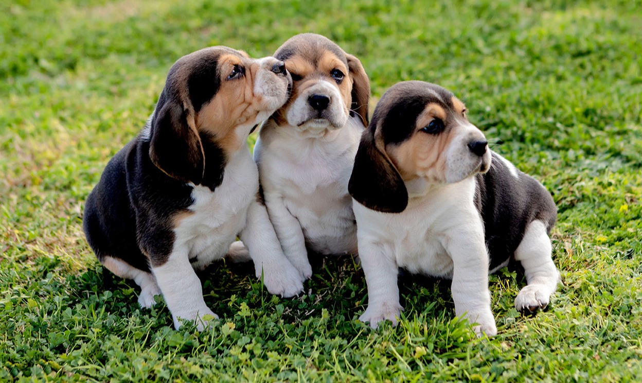 Socialização de cachorros