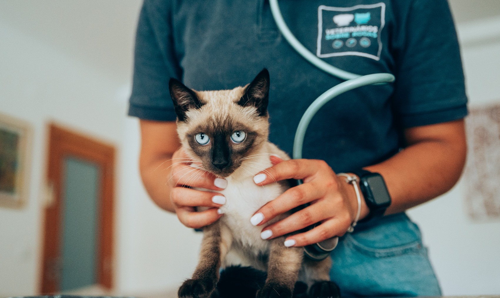 Gatos e o Veterinário 