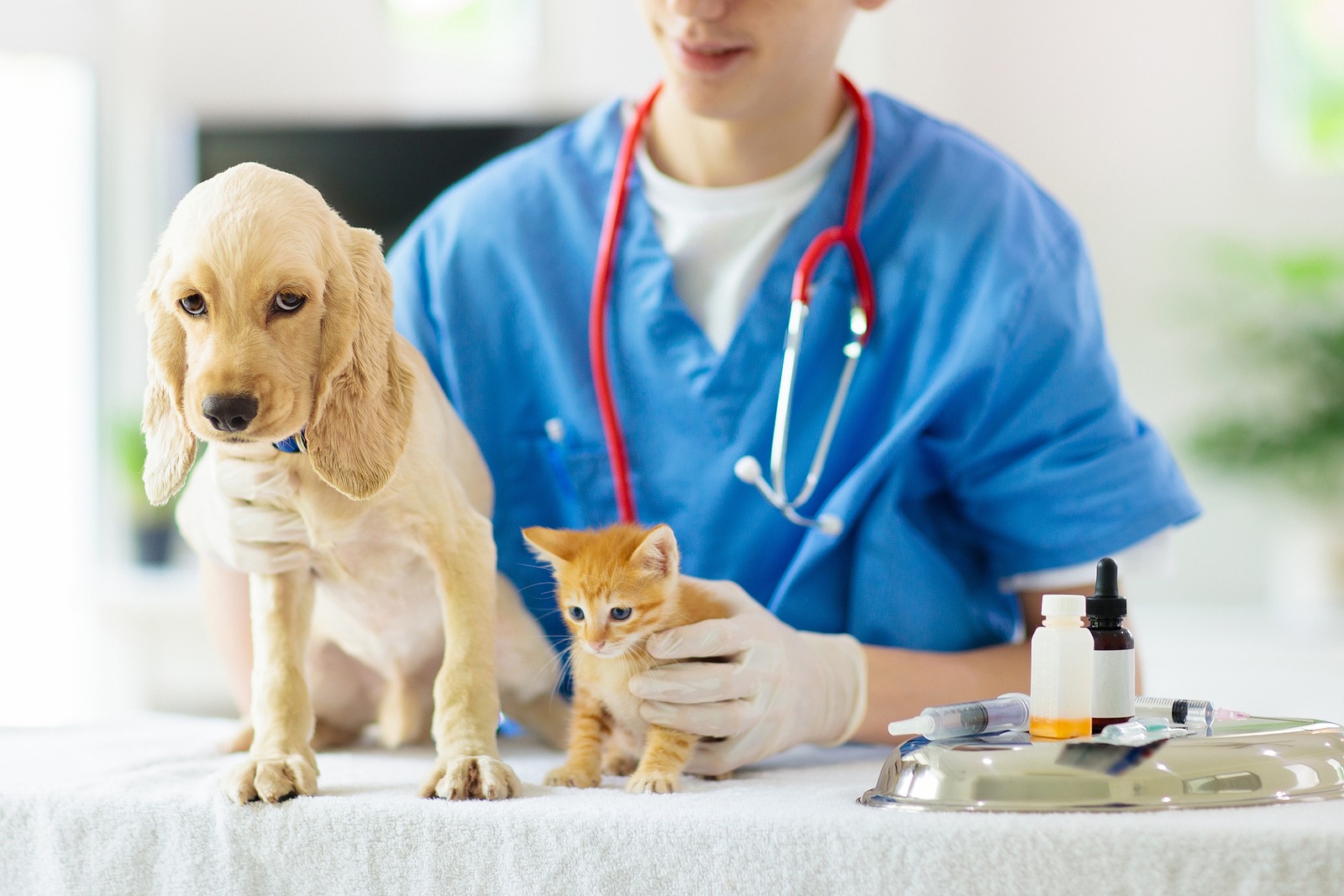 Animais medicamentos