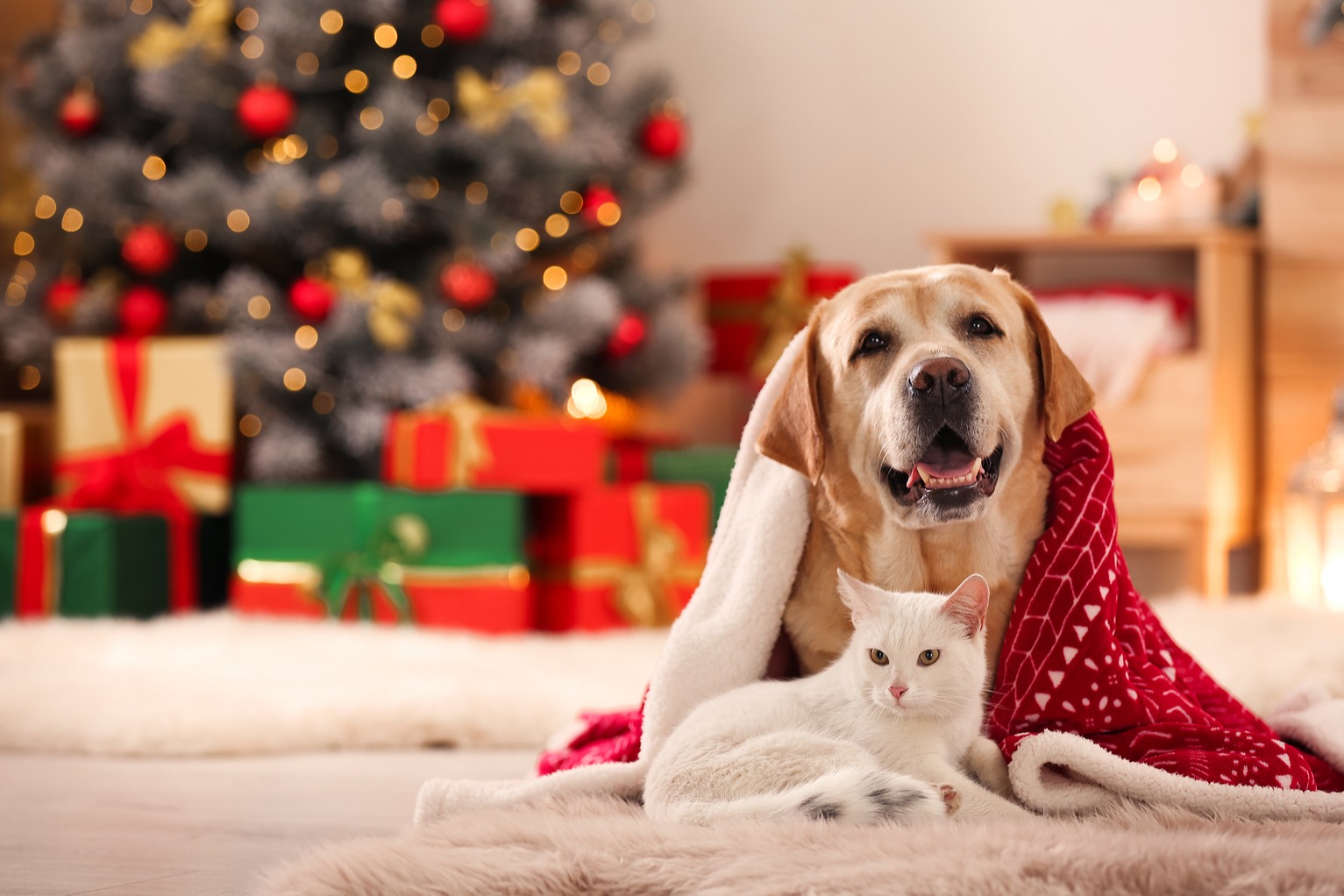 animais a salvo no Natal