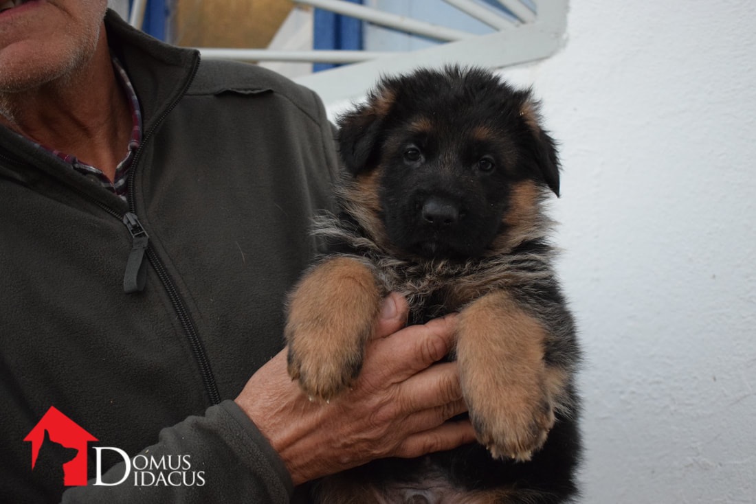 Cachorro Pastor Alemão