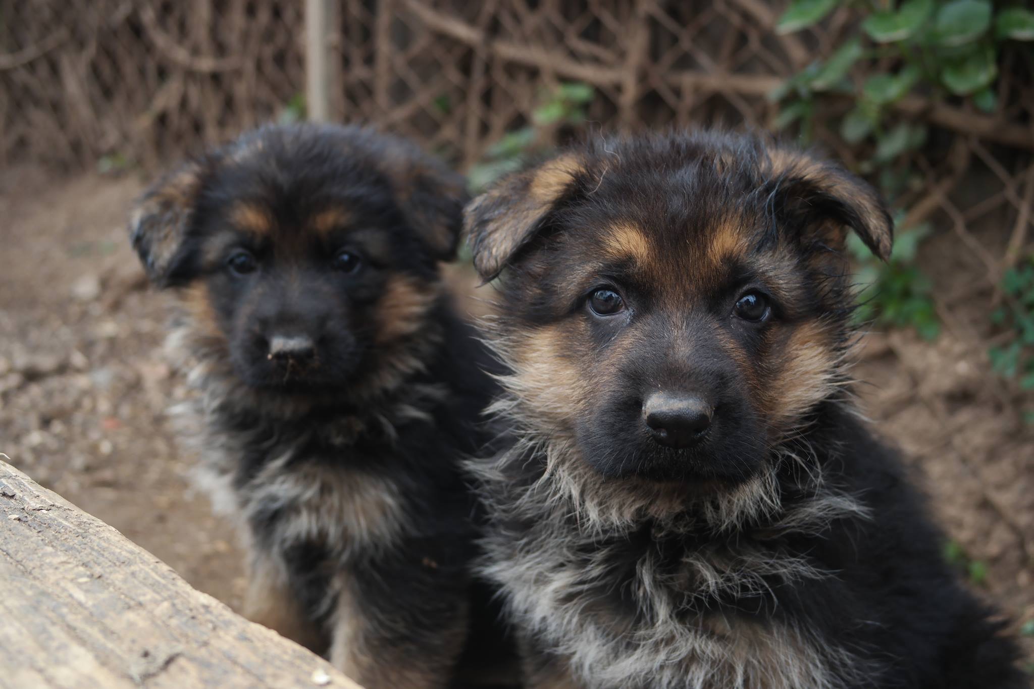 Cachorros Pastor Alemão