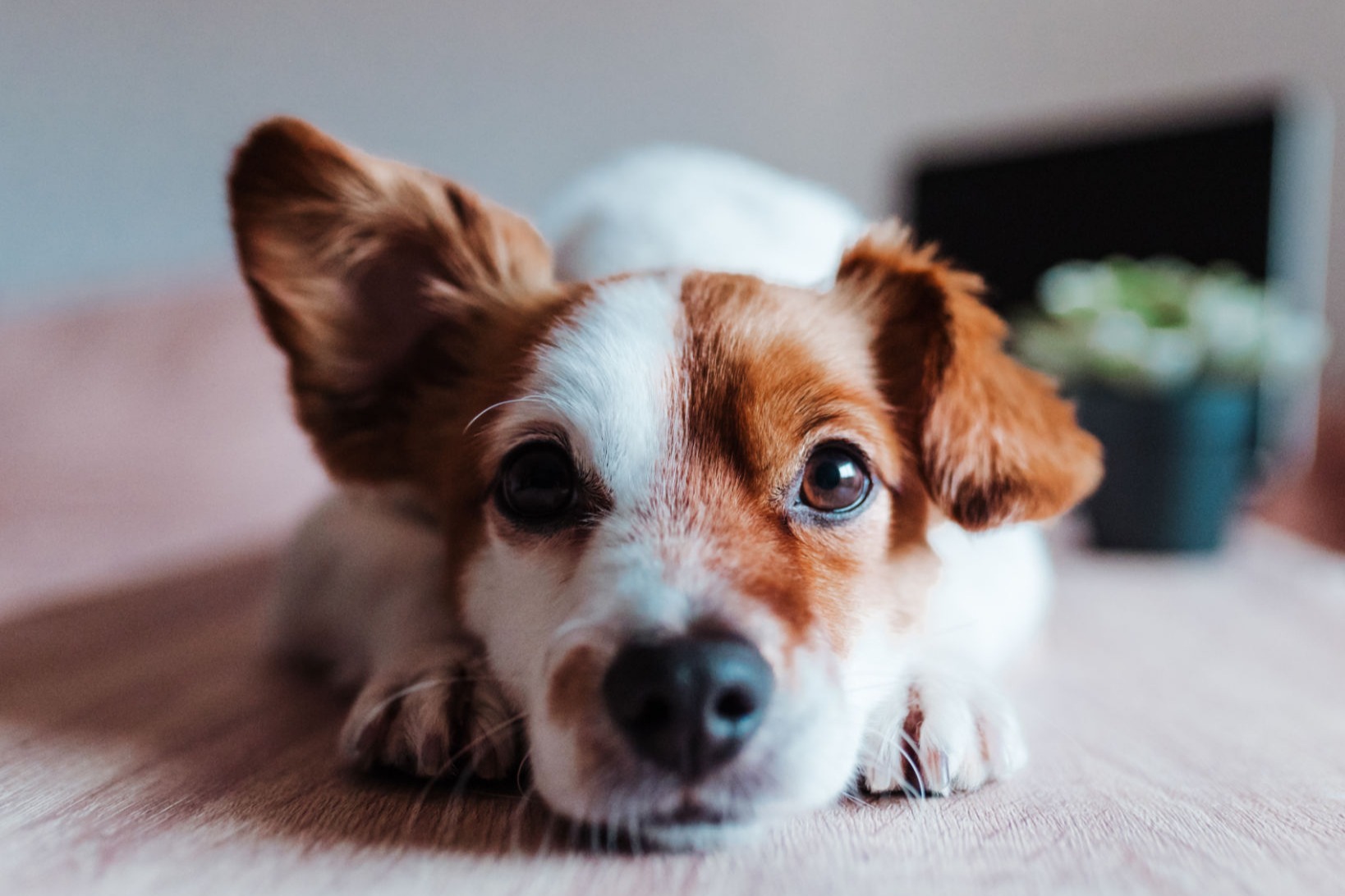 Cão com Cardiomiopatia Dilatada