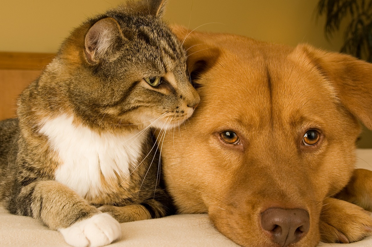 Cão e gato com anemia