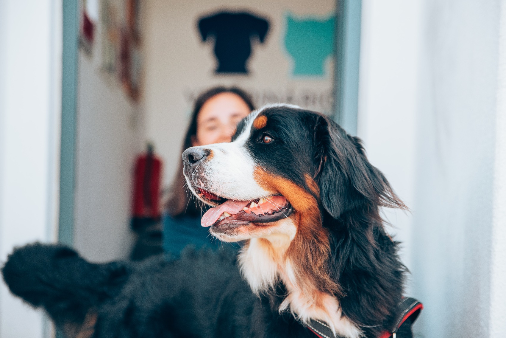 Cão na clínica Veterinários Sobre Rodas 