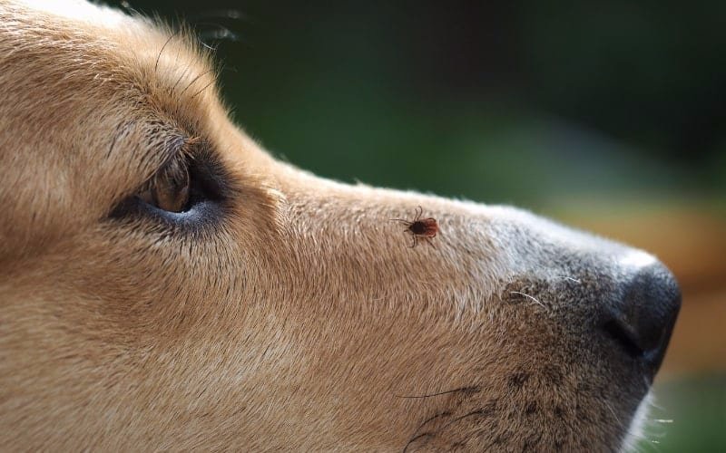 Como retirar uma carraça