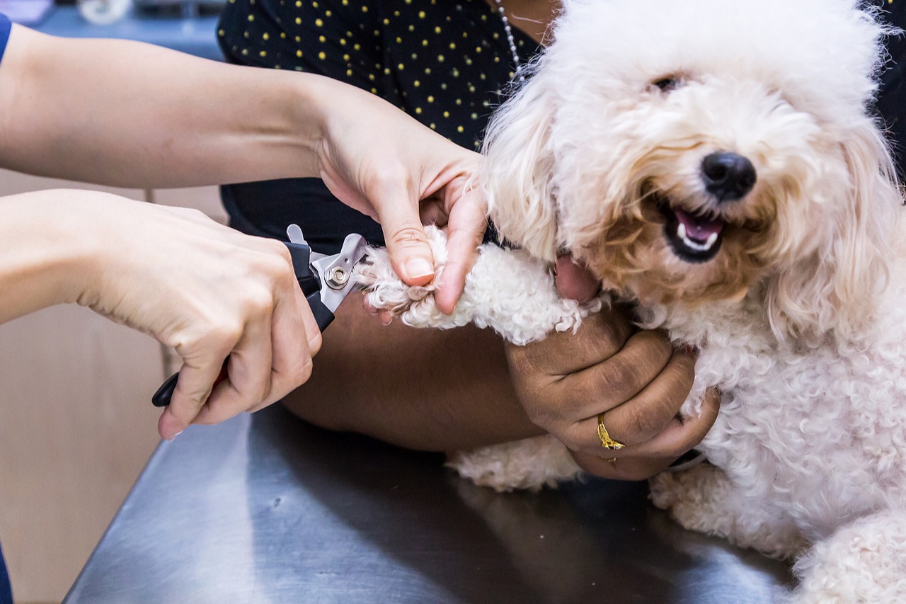 Corte de unhas cão