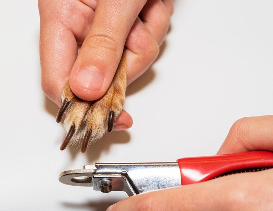 Corte de Unhas em Cães