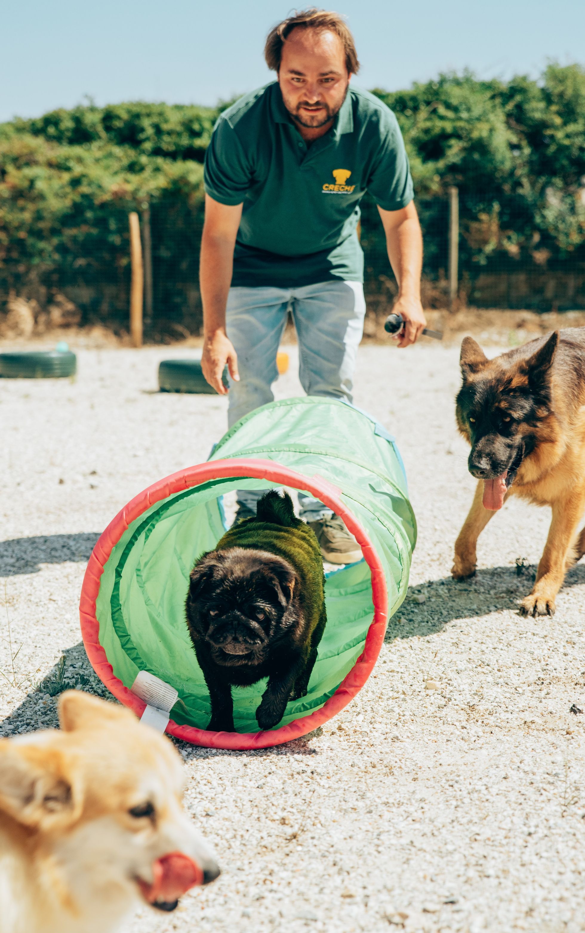 Creche para cães