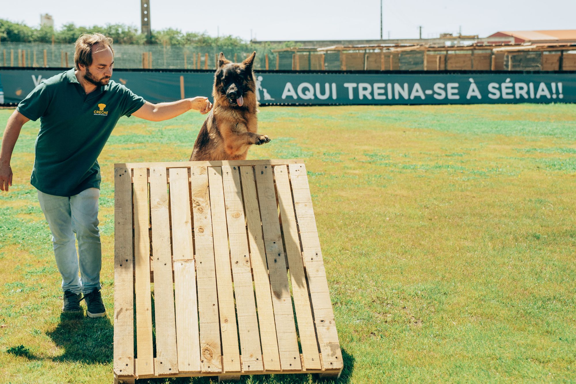 Treino Canino