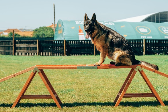 Hotel para cães