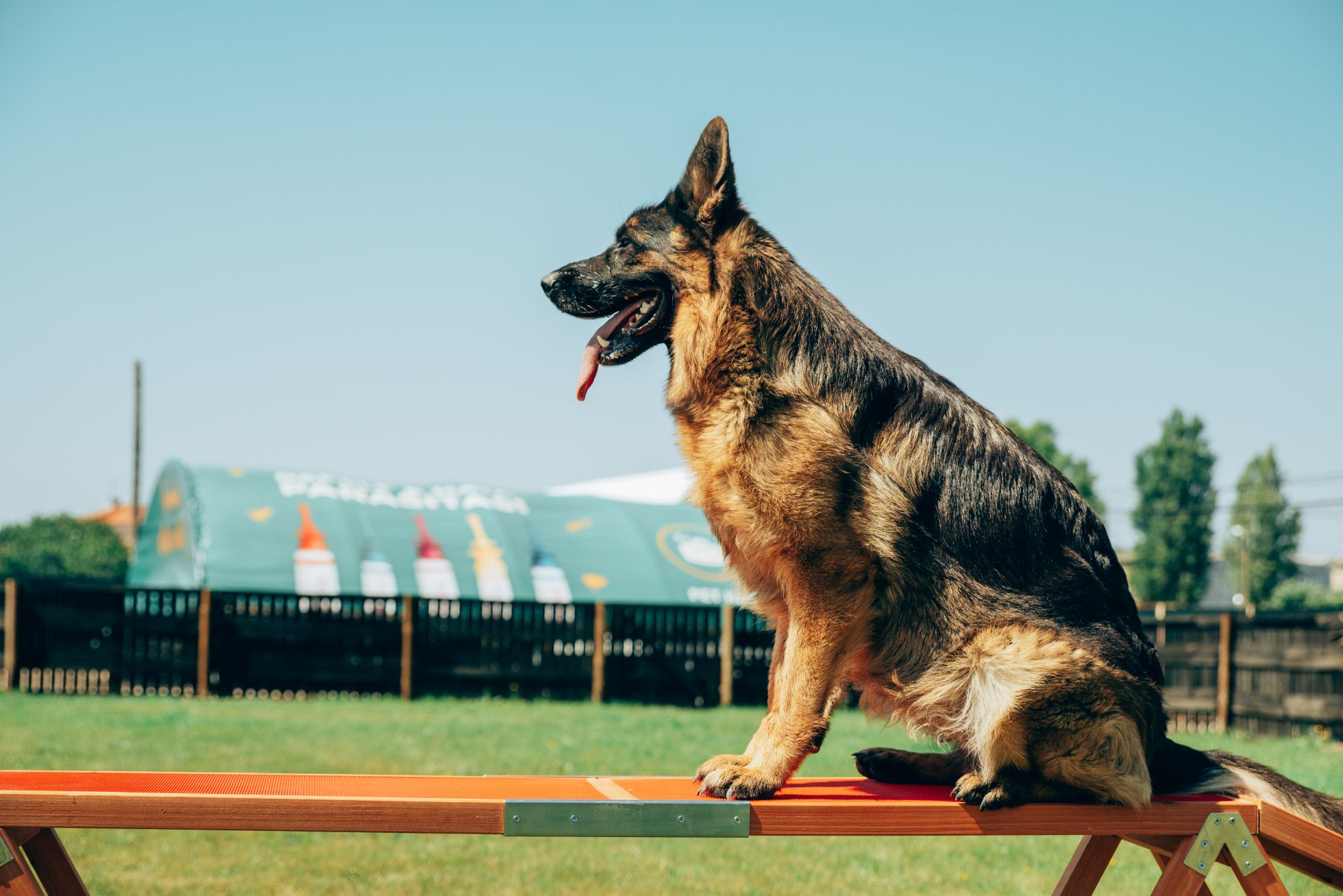 Treino Canino