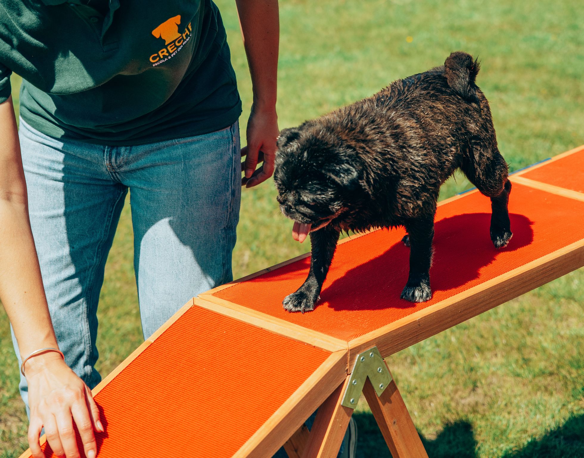 Treino de Cães