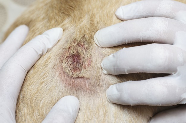 Dermatofitose em cães e gatos